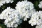 Pure White Trailing Verbena Flowers
