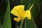 Pure Yellow Canna flower