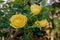 Pure yellow roses blooming in garden