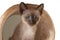 Purebred 2 month old Siamese cat with blue almond shaped eyes on beige playground background. Small kitten laying. Concepts of