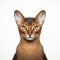 Purebred abyssinian cat