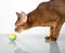 Purebred abyssinian cat