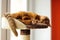 Purebred abyssinian cat lying on scratching post