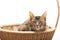 Purebred Abyssinian in reed basket