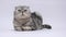 Purebred adult gray cat Scottish fold sits and purrs. Charming fluffy striped cat is resting on a white background