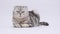 Purebred adult gray cat Scottish Fold sits and purrs. Charming fluffy striped cat is resting on a white background