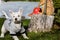 Purebred adult West Highland White Terrier dog