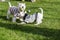 Purebred adult West Highland White Terrier dog