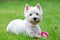 Purebred adult West Highland White Terrier dog on grass in the garden on a sunny day.