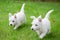 Purebred adult West Highland White Terrier dog on grass in the garden on a sunny day.