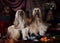 Purebred Afghan hounds dogs