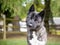 A purebred Akita dog listening with a head tilt