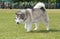 Purebred Alaskan Malamute dog