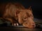 Purebred American Pit Bull Terrier dog lying on the floor