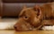 Purebred American Pit Bull Terrier dog lying on the floor in the living room