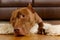 Purebred American Pit Bull Terrier dog lying on a fur rug in the living room