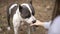 Purebred American Staffordshire Terrier drinking water from steel mug in slow motion outdoors. Unrecognizable Caucasian