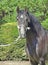 Purebred Andalusian grey young stallion