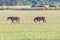 Purebred andalusian spanish horses, mares grazing in Donana National Park , nature reserve in wetlands