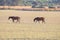 Purebred andalusian spanish horses, mares grazing in dry pastures of wetlands of Donana National Park, Donana nature reserve
