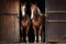 Purebred anglo-arabian chestnut horses standing at the barn door, AI generated