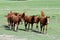 Purebred anglo-arabian horses grazing in pasture enjoying summer