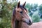 Purebred arabian foal posing in the garden