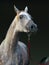 Purebred Arabian Horse, portrait of a dapple gray mare