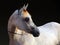 Purebred Arabian Horse, portrait of a dapple gray mare