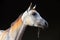 Purebred Arabian Horse, portrait of a dapple gray mare