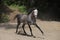 Purebred Arabian Horse, portrait grey mare