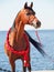 Purebred arabian stallion portrait on the sea background