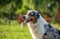 purebred australian shepherd dog for a walk in the park