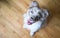 Purebred Australian Shepherd Puppy Stands Looking Up