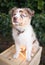 Purebred Australian Shepherd Puppy Stands on Wooden Crate