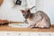 Purebred bald Sphynx cat grey tabby sitting on the kitchen