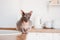 Purebred bald Sphynx cat grey tabby sitting on the kitchen