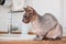 Purebred bald Sphynx cat grey tabby sitting on the kitchen