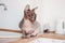 Purebred bald Sphynx cat grey tabby sitting on kitchen