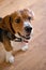 Purebred Beagle Dog
