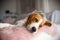 Purebred beagle dog lying on couch sofa in living room