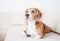 Purebred beagle dog lying on white sofa in luxury hotel room