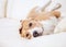 Purebred beagle dog lying on white sofa in luxury hotel room