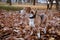 Purebred beagle portrait with autumn park background