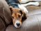 Purebred beagle puppy lounging on a brown leather couch