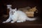 Purebred beautiful Neva masquerade cat, kitten on a brown background. Coffee grinder and box with dry flowers as