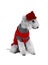 Purebred Bedlington Terrier dog dressed in a jacket and a hat for walking sitting in the studio