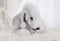Purebred Bedlington Terrier dog lying on a fur rug