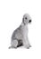 Purebred Bedlington Terrier dog sitting in the studio over white