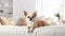 Purebred beige Chihuahua dog on white sofa in modern, cozy, bright living room